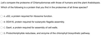 .Let's compare the proteome of Chlamydomonas with those of humans and the plant Arabidopsis.
Which of the following is a protein that you find in the proteomes of all three species?
O A. uS2, a protein required for ribosome function.
O B. ODA16, protein required for eukaryotic flagella assembly.
O C. Gas4, a protein required for assembly of cell walls.
D. Protochloriphylide reductase, and enzyme of the chlorophyll biosynthetic pathway.
