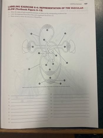 Labeling Exercises 127
LABELING EXERCISE 6-4: REPRESENTATION OF THE VASCULAR
FLOW (Textbook Figure 6-13)
(Aat-8 erupi loodixe)
1. Write the name of each numbered structure or tissue on the corresponding numbered line. bad bes)
2. Color deoxygenated blood flow blue and oxygenated blood flow red.
3. Draw arrows to show the direction of blood flow.
16
10
13
14
15
6
Adapted from Cohen BJ. Hull KL. Study Guide for Memmler's The Human Body in Health and Disease. 14th ed. Burlington, MA: Jones & Bartlett Learning; 2019.
10.
1.
2.
11.
12.
3.
13.
4.
14.
5.
15.
6.
16.
7.
17.
8.
9.