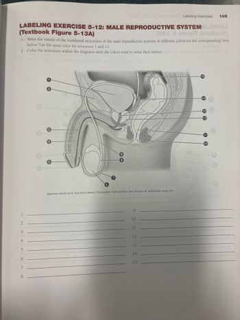 motanA Labeling Exercises 105
AJ
LABELING EXERCISE 5-12: MALE REPRODUCTIVE SYSTEM ISRA
(Textbook Figure 5-13A)
(881-8 esugi doodioT)
1. Write the names of the numbered structures of the male reproductive systems in different colors on the corresponding lines
below. Use the same color for structures 1 and 12.
2. Color the structures within the diagrams with the colors used to write their names.
2
3
Adapted from Cohen BJ, Hull KL. Study Guide for Memmler's The Human Body in Health and Disease. 14th ed. Burlington, MA: Jones & Bartlett Learning: 2019.
9.
1.
10.
2.
11.
3.
12.
4.
13.
5.
14.
6.
15.
7.
8.
15
14
13
12
11
10