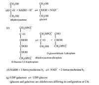 Н,ОН
SH,OH
ÇH:
(d) Ç=O + NADH + H* = ÇHOH + NAD*
ČH,OH
CH,OH
glycerol
dihydroxyacetone
(e)
ÇH,OPO}-
ÇH,OPO; FHO
СНОН
2 C=0
+ CHOH
СНОН
CH,OH
ČH,OPO?
СНОН
D-glyceraldehyde-3-phosphate
ČH,OPO?- dihydroxyacetone-phosphate
D-frucrose-1,6-bisphosphate
(f) NADH + 2 ferricytochrome b, = NAD* +2 ferrocytochrome b;
(g) UDP-galactose 2 UDP-glucose
(glucose and galactose are aldohexoses differing in configuration at C4)
