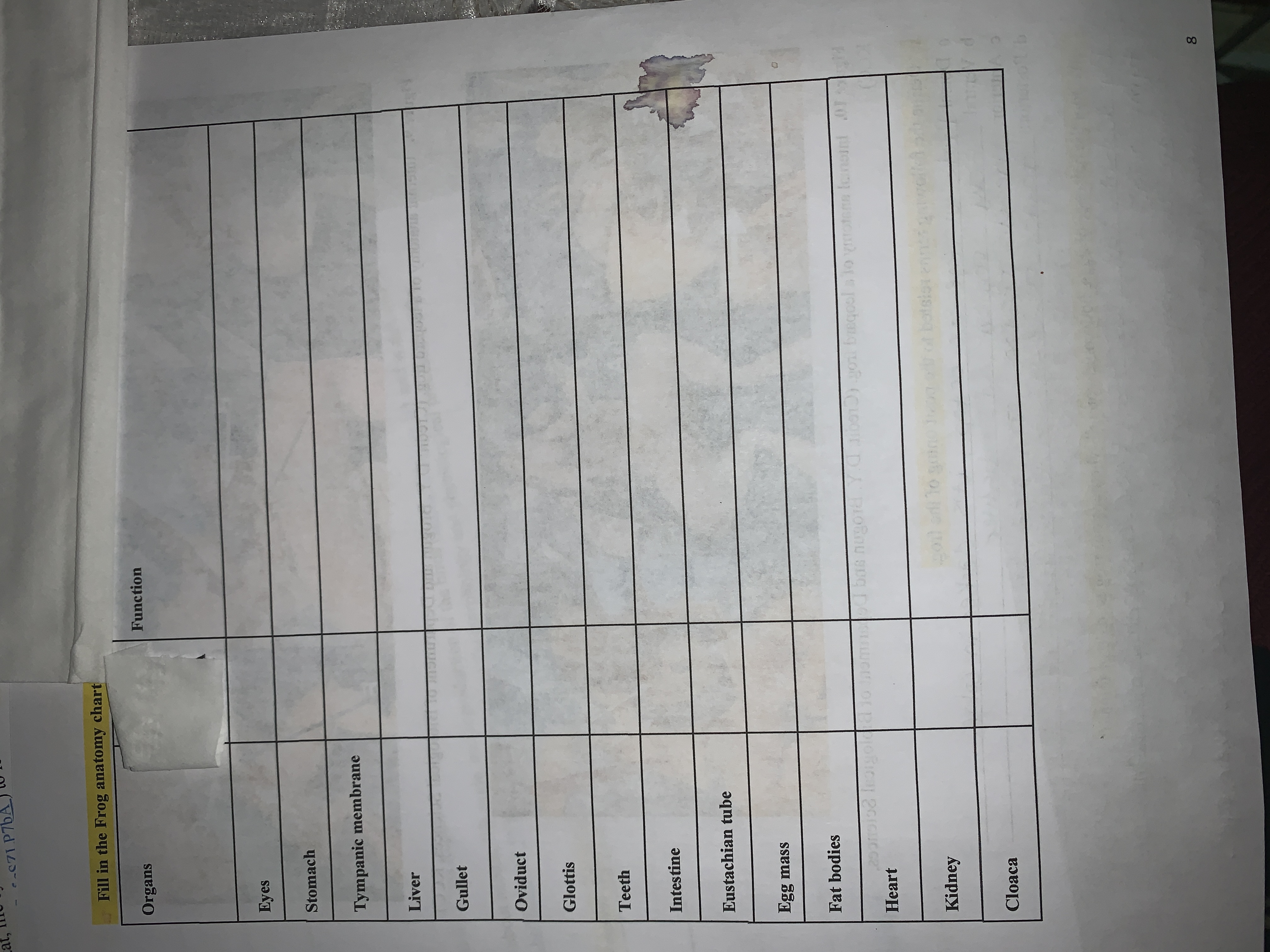 Fill in the Frog anatomy chart
Organs
Function
Eyes
Stomach
Tympanic membrane
Liver
Gullet
Oviduct
Glottis
Teeth
Intestine
Eustachian tube
Egg mass
Fat bodies
ba
Heart
Kidney
Cloaca
