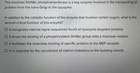 The enzymes GICNAC phosphotrasnferase is a key enzyme involved in the transporting of
proteins from the trans-Golgi to the lysozyme.
In addition to the catalytic function of the enzyme that involves certain sugars, what is the
second critical function of this enzyme?
O It recognizes internal signal sequences found on lysozyme-targeted proteins.
O It drives the binding of a phosphorylated GlcNac group onto a mannose residue.
O It facilitates the reversible binding of specific proteins to the M6P receptor
O In is essential for the recruitment of clathrin triskelions to the budding vesicle.
