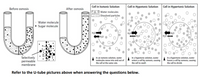 **Osmosis and Solutions: An Educational Overview**

**U-tube Diagram:**

- **Before Osmosis:** The U-tube contains two sides separated by a selectively permeable membrane. One side shows a higher concentration of sugar molecules (black dots) mixed with water molecules (white dots), while the other side mainly contains water molecules.

- **After Osmosis:** Water molecules move across the membrane to the side with more sugar molecules. This demonstrates the process of osmosis, highlighting the movement of water from an area of lower solute concentration to an area of higher solute concentration.

**Membrane Details:** 
A close-up inset diagram shows the selectively permeable membrane, which allows only water molecules to pass through while blocking sugar molecules.

**Cell Solutions:**

1. **Cell in Isotonic Solution:**
   - Water molecules (represented as dots) move in and out of the cell at the same rate.
   - This maintains cell size as there is no net movement of water.

2. **Cell in Hypotonic Solution:**
   - The solution outside the cell has a lower concentration of dissolved particles.
   - Water enters the cell by osmosis, causing the cell to swell.

3. **Cell in Hypertonic Solution:**
   - The solution outside the cell has a higher concentration of dissolved particles.
   - Water leaves the cell by osmosis, causing the cell to shrink.

**Instructions:** 
Refer to the U-tube and cell diagrams above to answer related questions regarding osmosis and the effects of different solutions on cells.