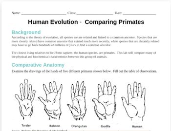 Name:
Class:
Human Evolution - Comparing Primates
Background
According to the theory of evolution, all species are are related and linked to a common ancestor. Species that are
more closely related have common ancestor that existed much more recently, while species that are distantly related
may have to go back hundreds of millions of years to find a common ancestor.
The closest living relatives to the Homo sapiens, the human species, are primates. This lab will compare many of
the physical and biochemical characteristics between this group of animals.
Comparative Anatomy
Examine the drawings of the hands of five different primates shown below. Fill out the table of observations.
Tarsier
Baboon
Source: Biology: The Dynamics of Iife Textbook
Date:
RA
Orangutan
V
Gorilla
AMM
Human