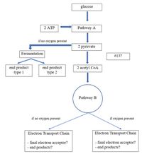 glucose
2 ATP
Pathway A
if no oxygen present
2 рупuvate
Fermentation
#13?
end product
type 1
end product
type 2
2 acetyl CoA
Pathway B
if no oxygen present
if oxygen present
Electron Transport Chain
Electron Transport Chain
- final electron acceptor?
- end products?
- final electron acceptor?
- end products?
