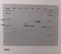 Ladder
HD
НЕ
RE
AG
CL?
LH
Ladder
850 bp
550 bp
Gel 2
