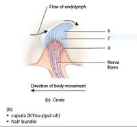 Flow of endolymph
- 6
- 7
Rectangul
Nerve
fibers
Direction of body movement
(b) Crista
(b)
• cupula (KYou-pyul-uh)
• hair bundle
