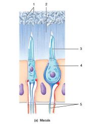 3
(a) Macula
5.
2.
