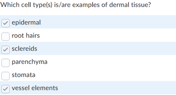 Which cell type(s) is/are examples of dermal tissue?
epidermal
root hairs
sclereids
parenchyma
stomata
vessel elements