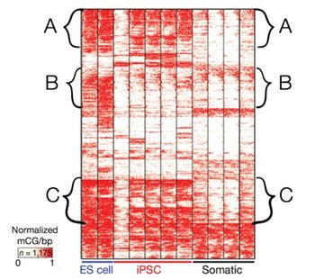 A
0
B
Normalized
mCG/bp
n=1,175
ANGKAN
ES cell
iPSC
Somatic
A
B