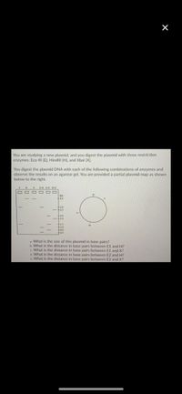 You are studying a new plasmid, and you digest the plasmid with three restriction
enzymes: Eco RI (E), Hindlll (H), and Xbal (X).
You digest the plasmid DNA with each of the following combinations of enzymes and
observe the results on an agarose gel. You are provided a partial plasmid map as shown
below to the right.
+18
a. What is the size of this plasmid in base pairs?
b. What is the distance in base pairs between E1 and H?
c. What is the distance in base pairs between E1 and X?
d. What is the distance in base pairs between E2 and H?
e. What is the distance in base pairs between E2 and X?
