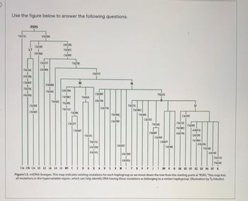 Use the figure below to answer the following questions.
T16172C
RSRS
L1
T16126C
I
A161296
I
C16264T
I
T16270C
I
A162936
G16230A
C161481
A161666
C162941
1
C16360T
(163111
G16390A
G16048A
T16244
T163620
A161296
T16187C
I
(161891
G16129A
1
T161890
116249
T163110
T16278
T16298
C16327T
M
1163620
C16260T
T16325C
C16311T
C162901
G16319A
T163110
I
G16129A!
A16241G
G16213A
116189
C162781
C16292T
N
T16231C
G16129A!
G16391A
116189C
T16304C
C16176T
T162230
I
-R-
T16126C
C16069T
C162941
C16067T
T16298C
C16270T
T16172C
I
T16189C
I
A16219G
U
T16249C
A16051G
1
G16129
I
T16189C
A16243G
T16356C
A16318T
T163110
T16224C
I
Lia L1b Lic L5 L2 L6 L4 L3 M1 CZ D G QA OSX WIY BFPJT HVVH U6 US U1 U2 U3 U4 U7 K
Figure 1.3. mtDNA lineages. This map indicates existing mutations for each haplogroup as we move down the tree from the starting point at "RSRS."This map lists
all mutations in the hypervariable region, which can help identify DNA having these mutations as belonging to a certain haplogroup. (Illustration by Ty Inhofor).