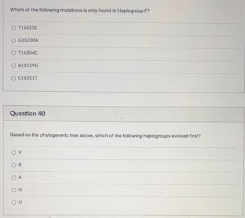 Which of the following mutations is only found in Haplogroup F?
O T16223C
O G16230A
O T16304C
O A16129G
O C16311T
Question 40
Based on the phylogenetic tree above, which of the following haplogroups evolved first?
OV
OR
O A
ON
U