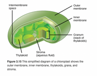 Answered: Cytoskeleton - Microtubules: form the… | bartleby