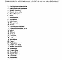 Please connect the following terms into a concept map (see next page) aka flow chart:
1. Tubuloglomerular feedback
2. Juxtaglomerular apparatus
3. Growth Hormone
4. Macula densa cells
5. Blood Pressure
6. Renin
7. Reabsorption
8. Angiotensin
9. Aldosterone
10. Osteoporosis
11. Stress
12. Thyroid Follicular Cells
13. Parathyroid Hormone (PTH)
14. lodine
15. Calcium
16. Cortisol
17. Calcitonin
18. ТЗ/Т4
19. Microbiome
20. Pepsin
21. Peptic Ulcer
22. Gastric acid (HCI)
23. Hepatic Portal Triad
24. Bicarbonate
25. Parietal Cells
26. Mucous Cells
27. Hepatic Vein
28. Chief Cells
29. Goblet Cells
