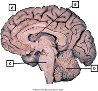 Answered: Region (A-D) Function 1.… | bartleby