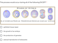 This process would occur during all of the following EXCEPT *
STAGES oF MITOSIS
G: OF INTERPHASE PROPHASE PROMETAPHASE METAPHASE ANAPHASE TELOPHASE
O epithelial tissue repair
O the growth of an embryo
the production of gametes
asexual reproduction of eukaryotes
