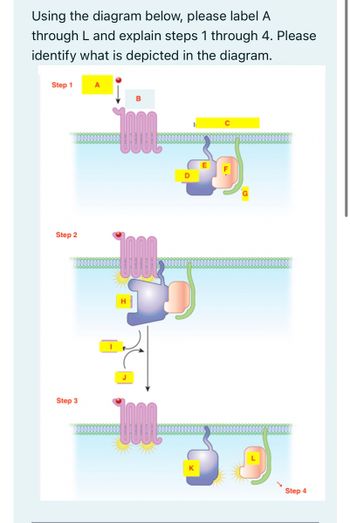 Answered: Using the diagram below, please label A… | bartleby