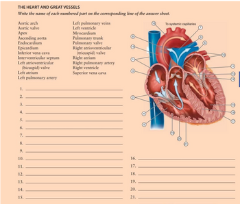 THE HEART AND GREAT VESSELS
Write the name of each numbered part on the corresponding line of the answer sheet.
Aortic arch
Aortic valve
Apex
Ascending aorta
Endocardium
Epicardium
Inferior vena cava
Interventricular septum
Left atrioventricular
(bicuspid) valve
Left atrium
Left pulmonary artery
1.
2.
3.
4.
5.
6.
7.
8.
9.
10.
11.
12.
13.
14.
15.
Left pulmonary veins
Left ventricle
Myocardium
Pulmonary trunk
Pulmonary valve
Right atrioventricular
(tricuspid) valve
Right atrium
Right pulmonary artery
Right ventricle
Superior vena cava
16.
17.
18.
19.
20.
21.
To systemic capillaries