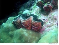 This image depicts a giant clam embedded within a coral reef environment. The clam's shell is partially open, displaying wavy mantle edges with vibrant colors, which may include shades of purple, pink, or blue. The outer shell has textured ridges and a sturdy appearance, characteristic of giant clams.

The reef structure around the clam consists of various corals, providing a rich habitat for marine life. The different coral textures and colors contribute to the biodiversity and complexity of the reef ecosystem. This setting highlights the symbiotic relationship between clams and the coral reef, where the clam benefits from sunlight exposure and nutrient exchange.

The photo credit is given as "photolib.noaa.gov," indicating that the image originates from a source focusing on oceanic and atmospheric research.