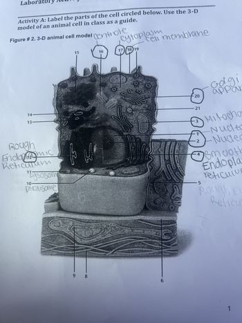 Labora
Activity A: Label the parts of the cell circled below. Use the 3-D
model of an animal cell in class as a guide.
Figure # 2. 3-D animal cell model centrote
14-
13
Rough
Endomsmic
Reticutum
11
Mysosom
peroxisome
с
10
15
во
tu
17 18 19
449"
مد
9 8
cytoplasm
16
k
O
cell membrane
DOW
6
20
-21
3
2
Golgi
appar
5
Mitocho
Nudled
Nuded
smooth
Endopla
reticuivr
Rough Er
Reficu
1