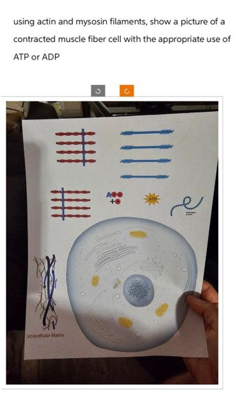 using actin and mysosin filaments, show a picture of a
contracted muscle fiber cell with the appropriate use of
ATP or ADP
車
AOO
+Ⓡ
Extracellular Matrix
C
یم