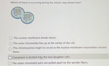 Which of these is occurring during the mitotic step shown here?
The nuclear membrane breaks down.
The sister chromatids line up at the center of the cell.
The chromosomes begin to uncoil as the nuclear membrane reassembles around
them.
Cytoplasm is divided into the two daughter cells.
The sister chromatid pairs are pulled apart by the spindle fibers.