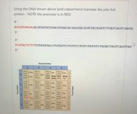 Using the DNA shown above (and copied here) translate the jelly fish
protein - NOTE the promoter is in RED
5'
AGCATGAGAGACATATATGGACATAAGACAAGGACAGATACAGATCTGATCAGTCAATA
3'
3'
ТCGTACTСТСTGTАТАТАССTGTATТСТGTTCСТGTCТАТGTСТAGACTAGTCAGTTAT
5'
Second letter
A
UUU
Phe
UUC
U
UUA
Leu
UUG
UCU
UCC
UCA
UCG
UAU Tyr
UAC S
UAA Stop UGA Stop A
UAG Stop UGG Trp
UGU
Cys
UGC.
Ser
CUU
CỤC
CUA
CUG
CCU
CC
CCA
CCG
CGU
CGC
Arg
CAU)
CAC His
CAA
Gln
CAGJ
Leu
Pro
CGA
CGG
AAU Asn
AAC.
AAA
AUU
ACU
AGU
AGC
AGA
AGG
AUC le
АCC
Ser
A
AUA
Thr
ACA
AUG Met ACG
AAG Lys
JArg
GUU
GUC
Val
GAU
GCUT
GCC
GCA
GCG
GACASP
GGU
GGC
Ala
GGA Gly
GGG
GUA
GAA
GAGJ
GUG
Glu
First letter
Third letter
DUAGUUAGUCAGUCAG
