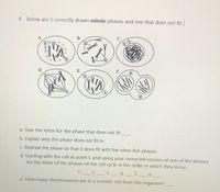 4. Below are 5 correctly drawn mitotic phases and one that does not fit:
F
a. Give the letter for the phase that does not fit
b. Explain why the phase does not fit in.
C. Redraw the phase so that it does fit with the other five phases.
d. Starting with the cell at point C and using your corrected version of one of the phases,
list the letter of the phases of the cell cycle in the order in which they occur.
1._ 2.
3.
4.
5.
6.
e. How many chromosomes are in a somatic cell from this organism?
