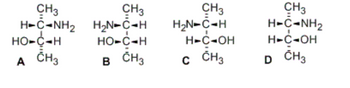 **Understanding the Stereochemistry of Amino Acids**

The image displays four different structural configurations of the amino acid serine, which highlights the concept of stereoisomerism, a critical aspect in the study of biochemistry and organic chemistry. The structures labeled A, B, C, and D present different spatial arrangements of serine’s substituent groups.

### Structure Details:

- **Structure A**:
    - **Groups attached to the central carbon (chiral center)**:
        - Top: Hydrogen (H)
        - Left: Amine group (NH2)
        - Right: Methyl group (CH3)
        - Bottom: Hydroxyl group (OH)

- **Structure B**:
    - **Groups attached to the central carbon (chiral center)**:
        - Top: Amine group (H2N)
        - Left: Hydrogen (H)
        - Right: Methyl group (CH3)
        - Bottom: Hydroxyl group (OH)

- **Structure C**:
    - **Groups attached to the central carbon (chiral center)**:
        - Top: Amine group (H2N)
        - Left: Hydrogen (H)
        - Right: Hydroxyl group (OH)
        - Bottom: Methyl group (CH3)

- **Structure D**:
    - **Groups attached to the central carbon (chiral center)**:
        - Top: Hydrogen (H)
        - Left: Amine group (H2N)
        - Right: Hydroxyl group (OH)
        - Bottom: Methyl group (CH3)

### Explanation of the Concept:

Each structure demonstrates the concept of chirality, where the central carbon (chiral center) is bonded to four different groups. The different spatial arrangements lead to different isomers, known as enantiomers, which can have significantly different biological activities. Understanding these structures is essential in chemistry as it helps us comprehend the diversity and specificity of molecular interactions in biological systems.

These diagrams are useful for students learning about the stereochemistry of amino acids, as they illustrate how varying the position of substituent groups around a chiral center can result in different isomers.