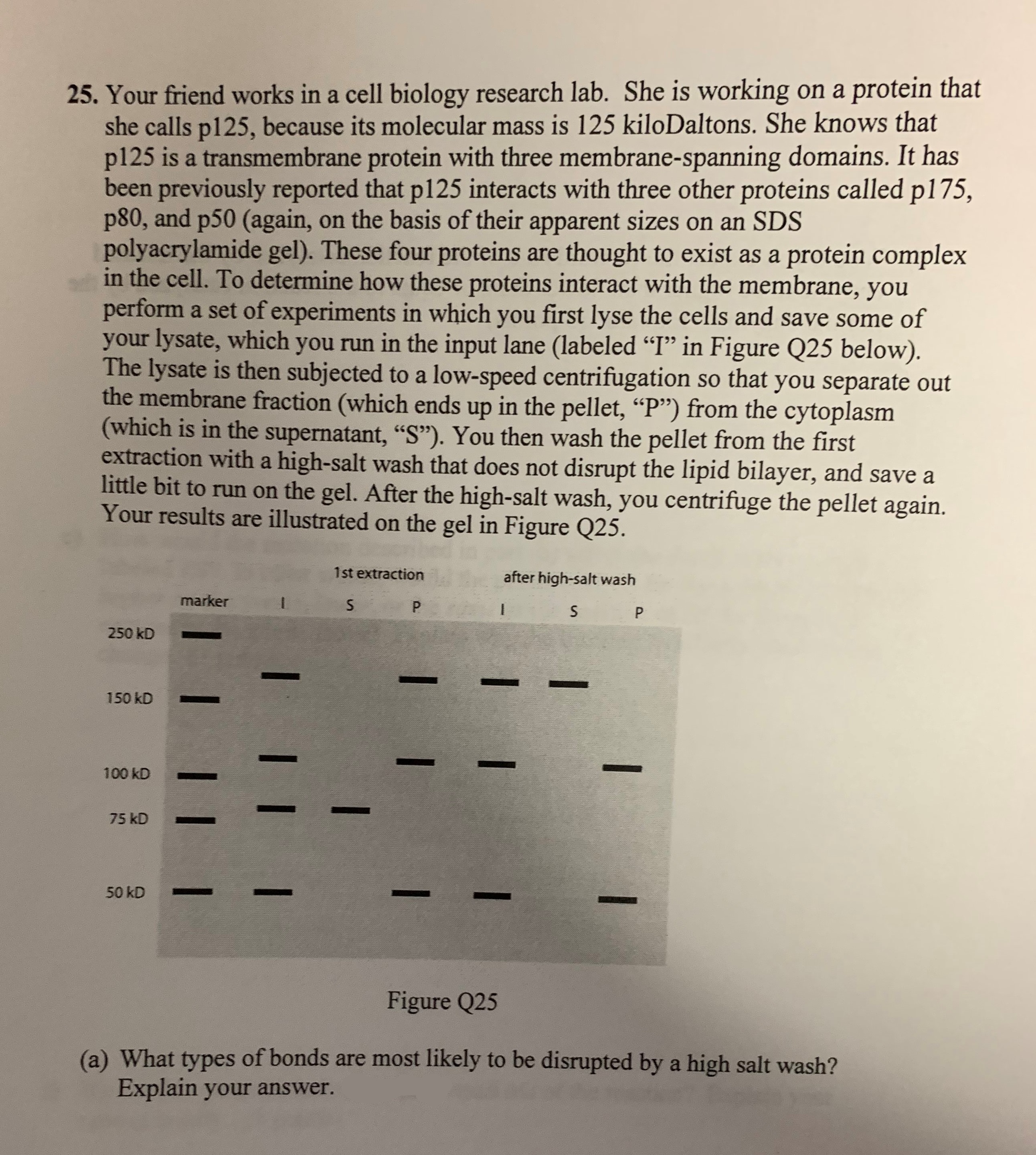 25. Your friend works in a cell biology research lab. She is working
she calls p125, because its molecular mass is 125 kiloDaltons. She knows that
p125 is a transmembrane protein with three membrane-spanning domains. It has
been previously reported that p125 interacts with three other proteins called p175,
p80, and p50 (again,
polyacrylamide gel). These four proteins
in the cell. To determine how these proteins interact with the membrane, you
perform a set of experiments in which you first lyse the cells and save some of
your lysate, which you run in the input lane (labeled "I" in Figure Q25 below).
The lysate is then subjected to a low-speed centrifugation so that you separate out
the membrane fraction (which ends up in the pellet, "P") from the cytoplasm
(which is in the supernatant, "S"). You then wash the pellet from the first
extraction with a high-salt wash that does not disrupt the lipid bilayer, and save a
little bit to run on the gel. After the high-salt wash, you centrifuge the pellet again.
Your results are illustrated on the gel in Figure Q25.
protein that
on a
on the basis of their apparent sizes on an SDS
thought to exist as a
protein complex
1st extraction
after high-salt wash
marker
S
P
P
250 kD
150 kD
100 kD
75 kD
50 kD
Figure Q25
(a) What types of bonds are most likely to be disrupted by a high salt wash?
Explain your answer.
I
I
1
I | |
