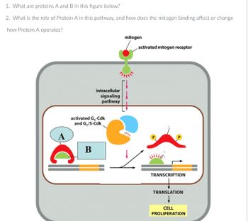 Answered: 1. What Are Proteins A And B In This… | Bartleby