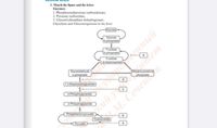 1. Match the figure and the letter.
Enzymes:
1. Phosphoenolpyruvate carboxykinase.
2. Pyruvate carboxylase.
3. Glycerol phosphate dehydrogenase.
Glycolysis and Gluconeogenesis in the liver:
Glucose
Glucose
6-phosphate
Fructose
6-phosphate
Fructose
1.6-bisphosphate
Glyceraldehyde
3-phosphate
Dinydroxyacetone
phosphate
1,3-Bisphosphoglycerate
3-Phosphoglycerate
2-Phosphoglycerate
M. Čevena
Pnosphoenol-pyruvate
Oxaloacetate
Pyruvate
a
umem
日日
