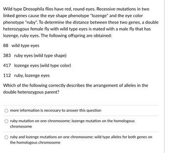 Wild type Drosophila flies have red, round eyes. Recessive mutations in two
linked genes cause the eye shape phenotype "lozenge" and the eye color
phenotype "ruby". To determine the distance between these two genes, a double
heterozygous female fly with wild type eyes is mated with a male fly that has
lozenge, ruby eyes. The following offspring are obtained:
88 wild type eyes
383 ruby eyes (wild type shape)
417 lozenge eyes (wild type color)
112 ruby, lozenge eyes
Which of the following correctly describes the arrangement of alleles in the
double heterozygous parent?
more information is necessary to answer this question
ruby mutation on one chromosome; lozenge mutation on the homologous
chromosome
ruby and lozenge mutations on one chromosome; wild type alleles for both genes on
the homologous chromosome