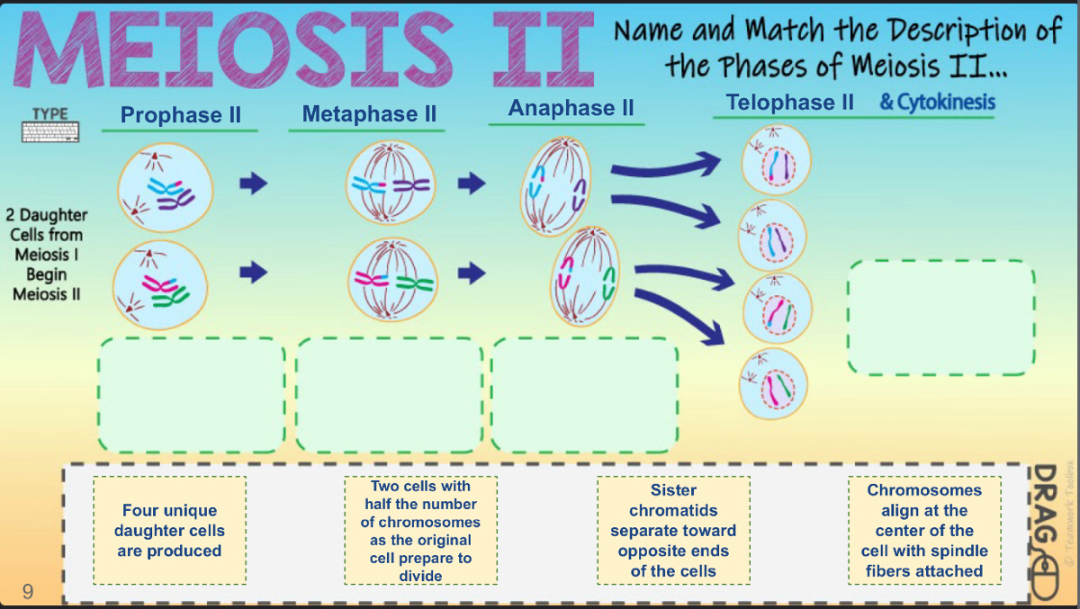 meiosis phases and descriptions