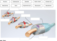 Nucleus
Endoneurium
Dendrite
Myelin sheath
Schwann cell
Basal lamina
Ахon
Oligodendrocyte
Neurosoma
Neurilemma
Reset Zoom
