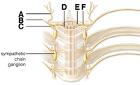 D. EF
A
sympathetic-
chain
ganglion
