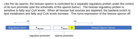 Like the lac operon, the hexose operon is controlled by a separate regulatory protein under the control
of its own promoter (see the schematic of the operon below). The hexose regulatory protein is
sensitive to fatty acyl CoA levels. When all hexose fuel sources are depleted, the bacteria switch to
lipid metabolism and fatty acyl CoA levels increase. This turns expression of the hexose operon off.
+1
+1
Regulatory Gene
Pregulator
Poperon O
Hexose Operon Genes
regulator promoter
operon promoter
