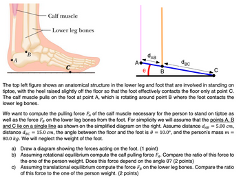 Calf muscle
Lower leg bones
B
A
C
d
AB
A-
dBC
Ꮎ
B
The top left figure shows an anatomical structure in the lower leg and foot that are involved in standing on
tiptoe, with the heel raised slightly off the floor so that the foot effectively contacts the floor only at point C.
The calf muscle pulls on the foot at point A, which is rotating around point B where the foot contacts the
lower leg bones.
We want to compute the pulling force FA of the calf muscle necessary for the person to stand on tiptoe as
well as the force FB on the lower leg bones from the foot. For simplicity we will assume that the points A, B
and C lie on a single line as shown on the simplified diagram on the right. Assume distance dAB = 5.00 cm,
distance dBC = 15.0 cm, the angle between the floor and the foot is 0 = 10.0°, and the person's mass m =
80.0 kg. We will neglect the weight of the foot.
a) Draw a diagram showing the forces acting on the foot. (1 point)
b) Assuming rotational equilibrium compute the calf pulling force FA. Compare the ratio of this force to
the one of the person weight. Does this force depend on the angle 0? (2 points)
c) Assuming translational equilibrium compute the force FB on the lower leg bones. Compare the ratio
of this force to the one of the person weight. (2 points)