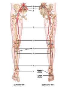 3
Modical
9
plantar
Laloral
plantar
(a) Anlerkor view
(b) Posterkor view
