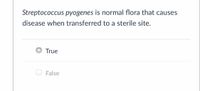 The text presents a statement regarding *Streptococcus pyogenes* and asks if it is true or false:

"*Streptococcus pyogenes* is normal flora that causes disease when transferred to a sterile site."

Below this statement are two options for the user to select:

- True (selected)
- False

There are no graphs or diagrams present in the image.