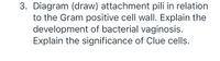 3. Diagram (draw) attachment pili in relation
to the Gram positive cell wall. Explain the
development of bacterial vaginosis.
Explain the significance of Clue cells.
