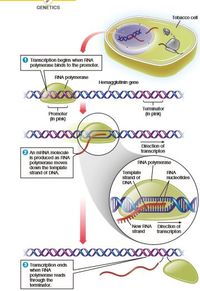 Answered: Genetics Tobacco Cell Toopox… 