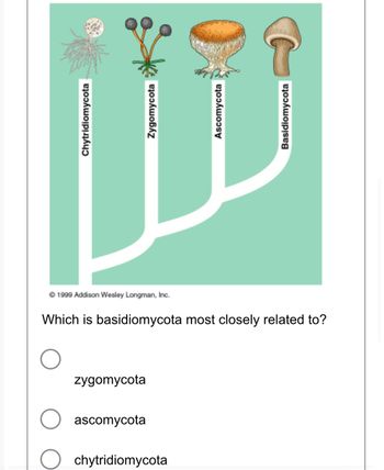 Answered: Mi Chytridiomycota Ⓒ 1999 Addison… | bartleby