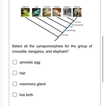 Answered: Mi Chytridiomycota Ⓒ 1999 Addison… | bartleby