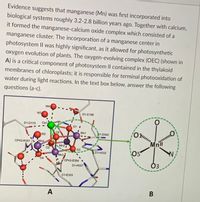 Evidence suggests that manganese (Mn) was first incorporated into
biological systems roughly 3.2-2.8 billion years ago. Together with calcium,
it formed the manganese-calcium oxide complex which consisted of a
manganese cluster. The incorporation of a manganese center in
photosystem II was highly significant, as it allowed for photosynthetic
oxygen evolution of plants. The oxygen-evolving complex (OEC) (shown in
A) is a critical component of photosystem II contained in the thylakoid
membranes of chloroplasts; it is responsible for terminal photooxidation of
water during light reactions. In the text box below, answer the following
questions (a-c).
W4
W3
D1-E189
D1-D170
Ca1
01 1
05
Mn1
D1-D342
W2
CP43-R357
Mn4
Mn2
03
05
D1-H332
Mn3
CP43-E354
Оз
D1-H337
D1-E333
A
