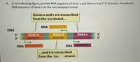 In the following figure, provide RNA sequence of Gene a and Gene b in a 5'-3' direction. Provide the
DNA sequence of Gene c on the non-template strand.
4.
Genes a and c are transcribed
from the bot strand,...
RNA
DNA
5'
3
Gene a
GGACCTA
Gene b
Gene c
3'
5'
ACGTCAG
RNA
RNA
UUAGAUC
...and b is transcribed
from the top
strand.
