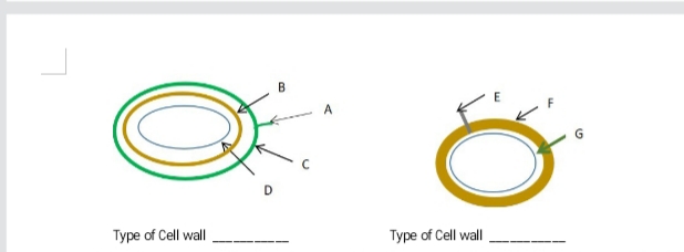 Type of Cell wall
Type of Cell wall

