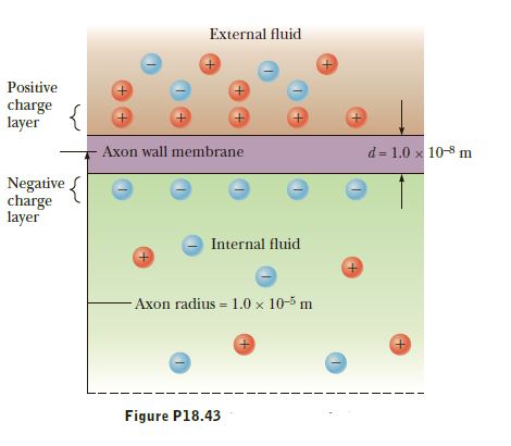 External fluid
Positive
charge
layer
d = 1.0 x 10-8 m
Axon wall membrane
Negative {
charge
layer
Internal fluid
- Axon radius = 1.0 x 10-5 m
+.
Figure P18.43
