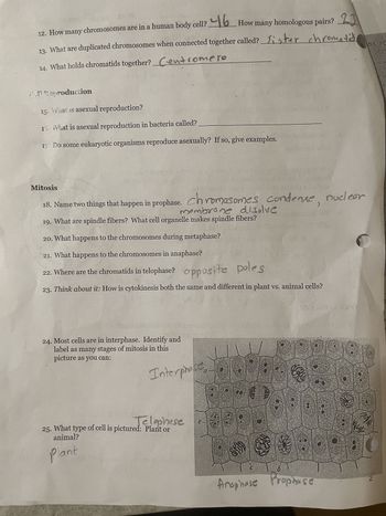 12. How many chromosomes are in a human body cell? 46 How many homologous pairs? 23
13. What are duplicated chromosomes when connected together called? Sister chromatics
14. What holds chromatids together? Centromere
Cell Reproduction
15. What is asexual reproduction?
16. What is asexual reproduction in bacteria called?
17. Do some eukaryotic organisms reproduce asexually? If so, give examples.
NS FC
SUR
fall p
n cho
e ref
re
bolles ens allons
Mitosis
18. Name two things that happen in prophase. Chromosomes condense, nuclear
membrane disolve
19. What are spindle fibers? What cell organelle makes spindle fibers?
20. What happens to the chromosomes during metaphase?
21. What happens to the chromosomes in anaphase?
22. Where are the chromatids in telophase? opposite poles
23. Think about it: How is cytokinesis both the same and different in plant vs. animal cells?
24. Most cells are in interphase. Identify and
label as many stages of mitosis in this
picture as you can:
I
Interphase
Telophase
25. What type of cell is pictured: Plant or
animal?
Plant
03
Anophose Prophase
2